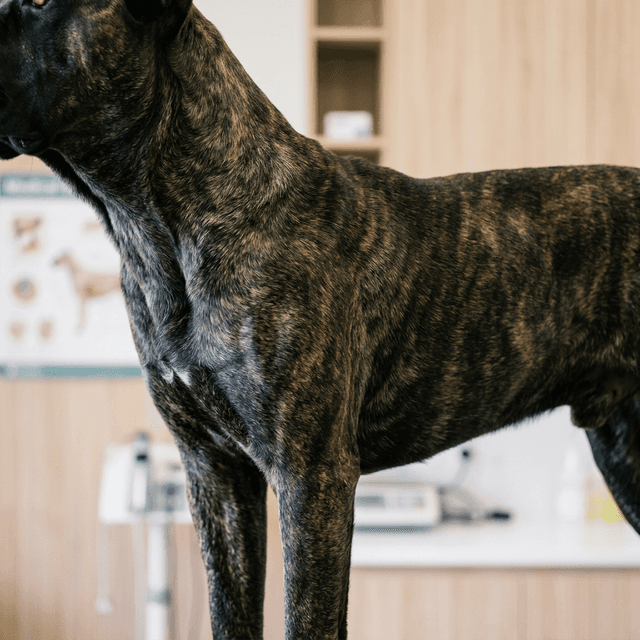 Preventing Bloat (GDV) in Cane Corsos