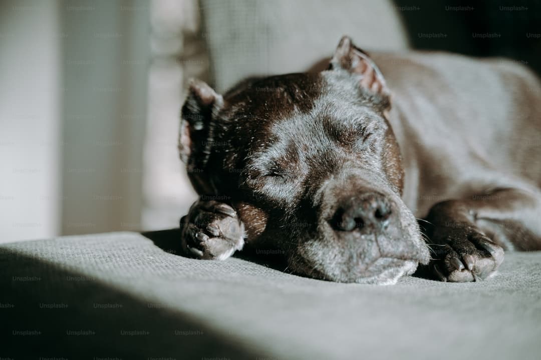"Cane Corso Feeding Chart by Age & Weight: A Complete Guide"